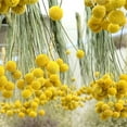 thumbnail image 7 of Triani 30 Stems Natural Dried Flower Natural Craspedia Billy Balls Flowers 0.39-1.57" Large Diameter Billy Buttons Floral Bouquet Real Freshly Harvested Dry Plant Arrangements Decorate, 7 of 7