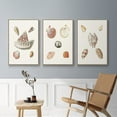 thumbnail image 5 of Pastel Knorr Shells VI - Framed Premium Gallery Wrapped Canvas L Frame 3 Piece Set - Ready to Hang, 5 of 9