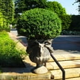 thumbnail image 2 of Brighter Blooms - Green Velvet Boxwood Shrub, 1 gal - No Shipping to AK, AZ, HI, OR, PA, TN, 2 of 6