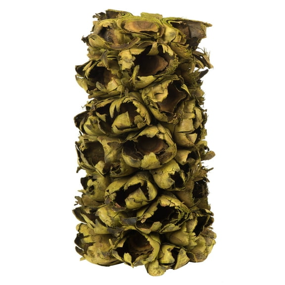 Vickerman 10-12" Basil Giant Seed Pod Segment - small, 1 peice, Dried