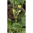 thumbnail image 2 of Tomato Cherry Plant 10 inch pot - Get similar, 2 of 3