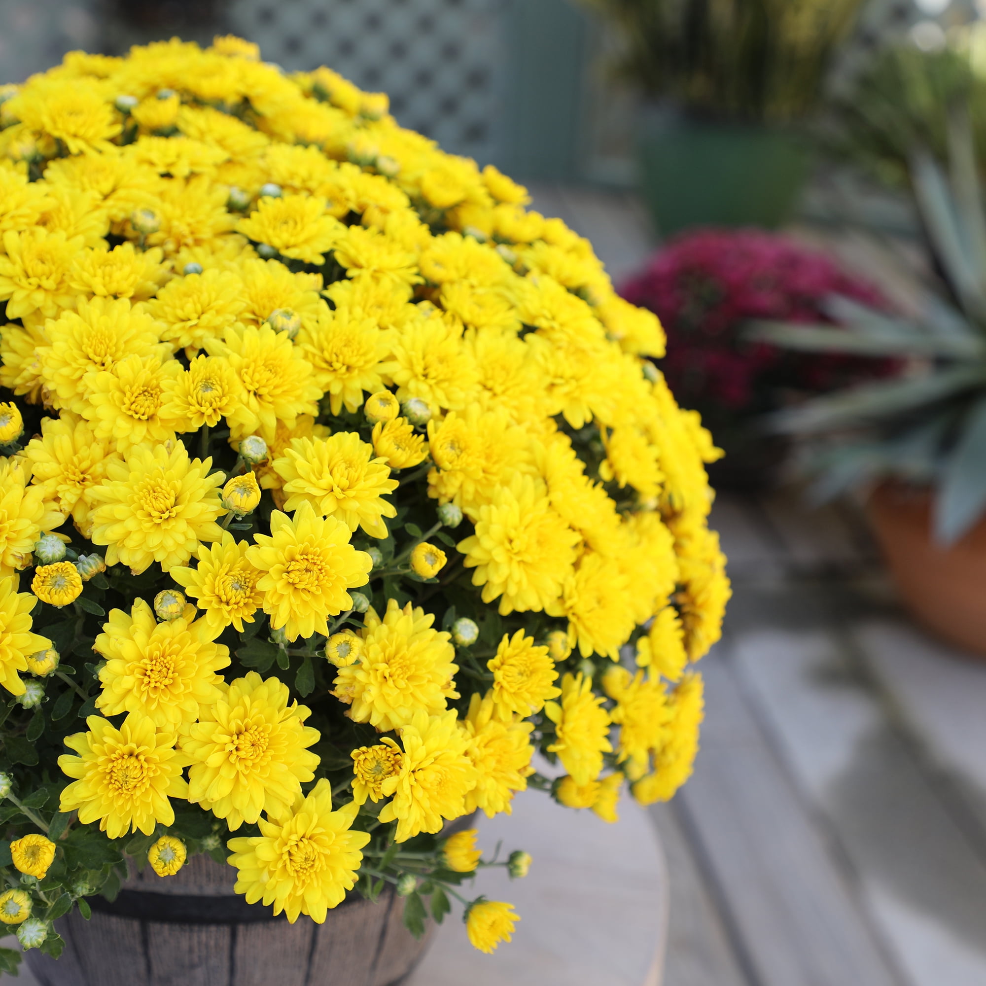 (2 pack) Expert Gardener 3.0QT Yellow Mum Chrysanthemum Live Plant in Grower Pot