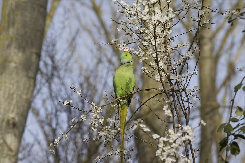 Spring animals