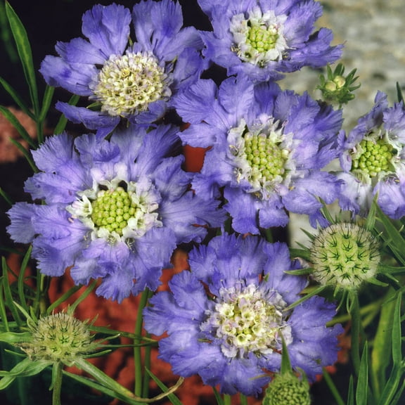 Outsidepride Scabiosa Blue - 400 Seeds