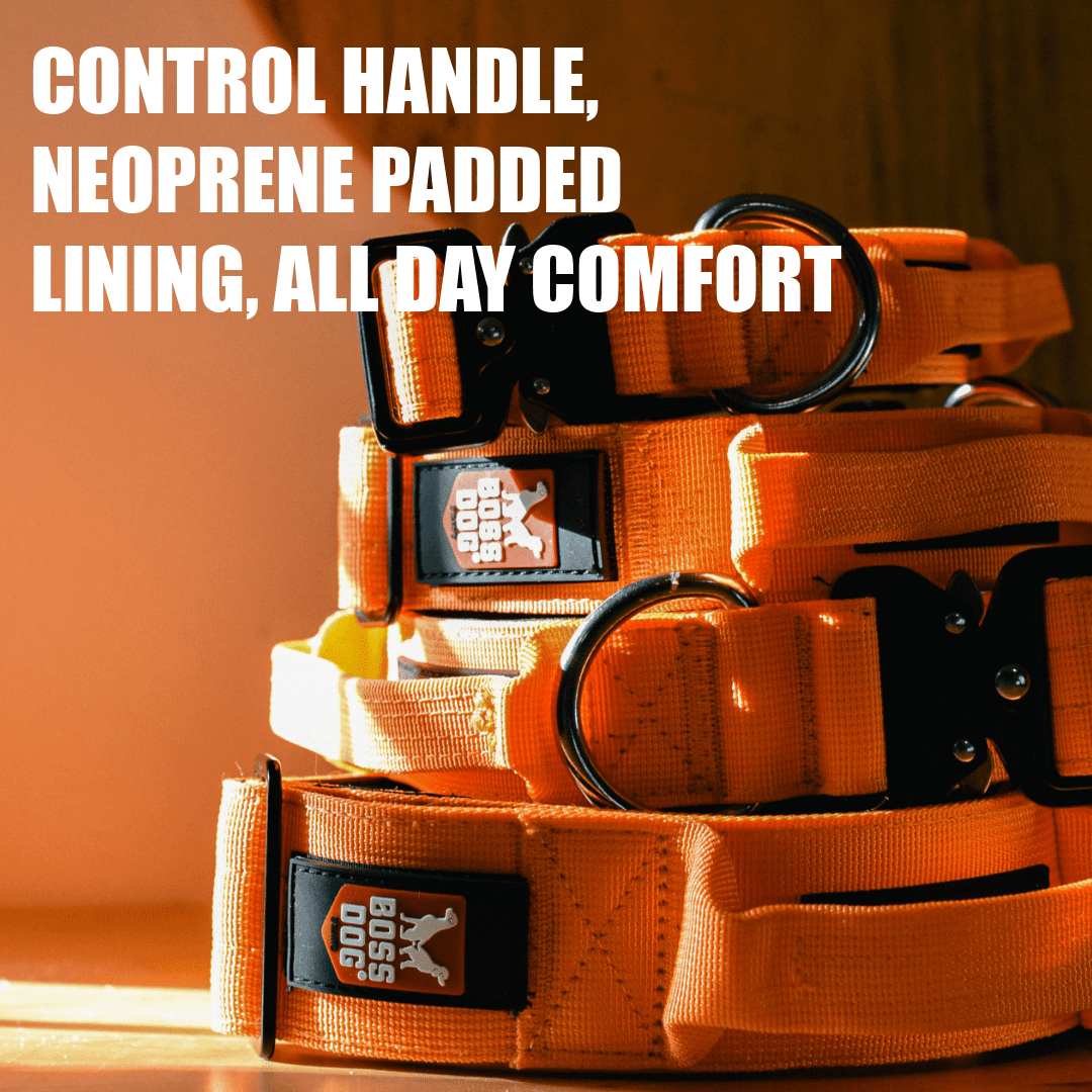 Boss Dog Tactical Collar, Hunter Orange, X-Large
