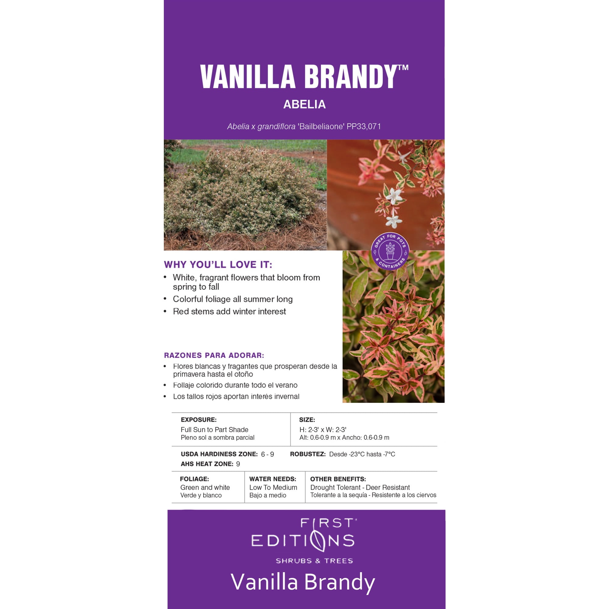 First Editions Abelia Vanilla Brandy Live Plant