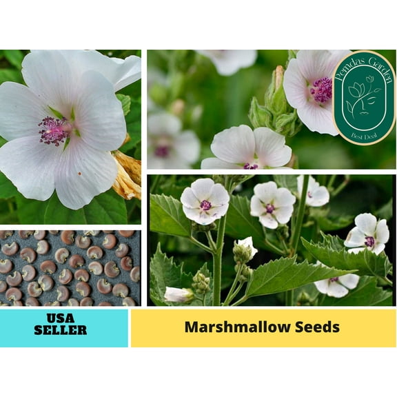 30 seeds| Marshmallow seeds - Authentic Seeds ~ GMO Free ~ Seeds~Flower seeds~ Vegetable seeds~ Asian Garden~ Flowers~ Herbs B5G1 #6002