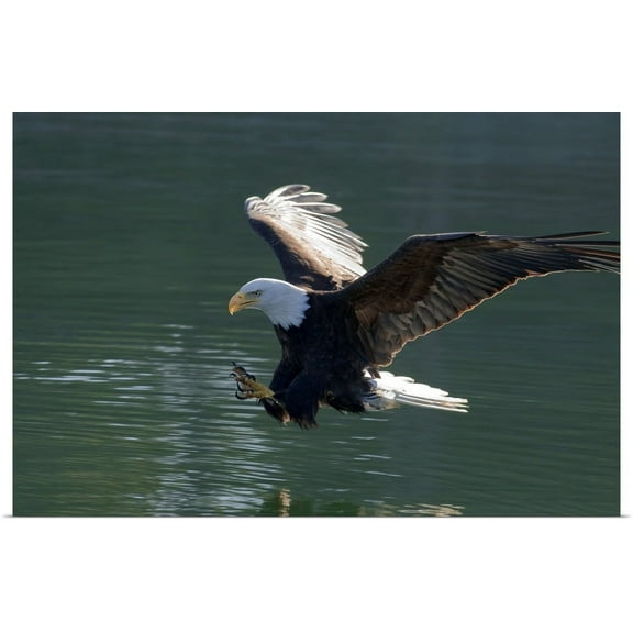 GBC | "Close up of a Bald Eagle catching a fish out of the Inside Passage waters" Art Print - 48x32