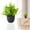 Eucalyptus, variant on ZOURIH Small Potted Plants Artificial Eucalyptus Boxwood Rosemary Faux Herbs Small House Plants 7"-8" Tall for Indoor Greenery Tabletop Décor Centerpiece (Licorice)