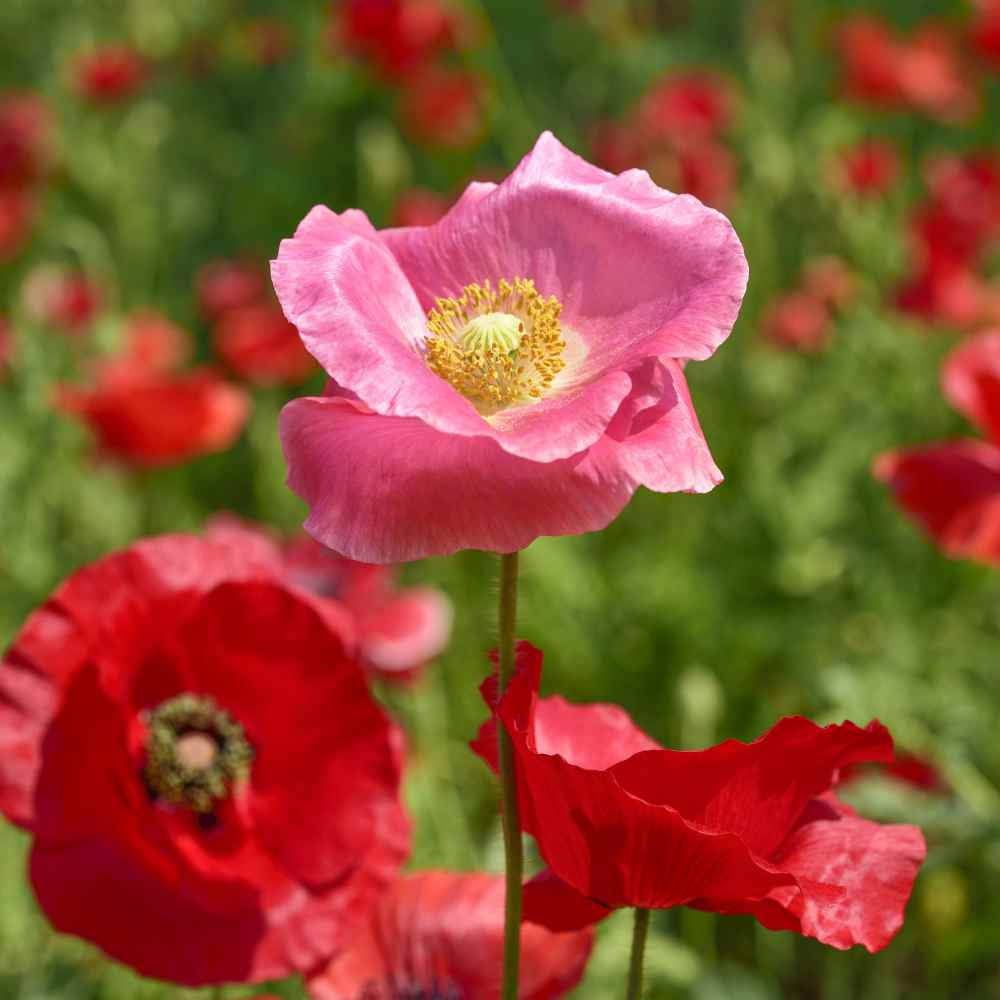 Outsidepride Poppy Shirley Seed - 1 LB