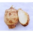 thumbnail image 2 of 10 Tubers Jerusalem Artichoke - Individual Tubers For Planting - AKA Sunchokes, Sunroot, 2 of 4