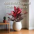 thumbnail image 6 of Tropical Plants of Florida 26" to 33" Hawaiian Ti Cordyline Red Sister Plant; Medium to Bright Light, Foliage Plant, 6 of 6