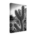 thumbnail image 2 of Trademark Fine Art 'Cactus Close Up' Canvas Art by Janice Sullivan, 2 of 3