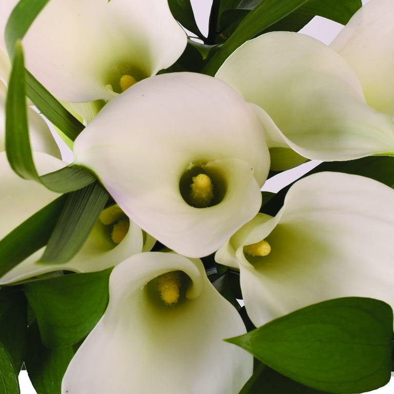 Pure Elegance White Mini Calla Bouquet - Fresh Cut Flowers - 26 Stems -  Walmart.com