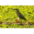 thumbnail image 2 of Jaynes Gallery 24x17 White Modern Wood Framed Museum Art Print Titled - Caribbean-Trinidad Striated heron close-up, 2 of 4