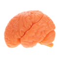 thumbnail image 2 of Human Brain Model: Anatomically Brain Model With Display Base For Science Education Classroom Study Display Teaching Medical Coffee, 2 of 3