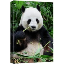 wall26 Canvas Print Wall Art Giant Panda Chewing on Bamboo Shoot Animals Wildlife Photography Modern Art Tropical Scenic Relax/Calm Multicolor Colorful for Living Room, Bedroom, Office - 16"x24&