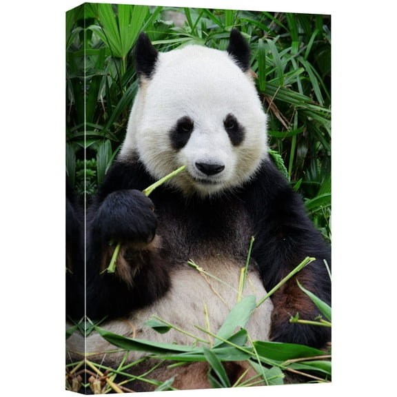 wall26 Canvas Print Wall Art Giant Panda Chewing on Bamboo Shoot Animals Wildlife Photography Modern Art Tropical Scenic Relax/Calm Multicolor Colorful for Living Room, Bedroom, Office - 16"x24&