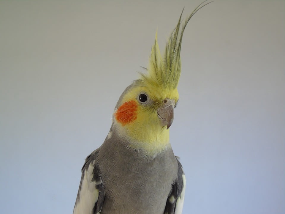 cockatoo cockatiel