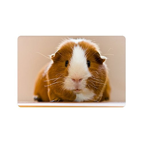 guinea pig home decor