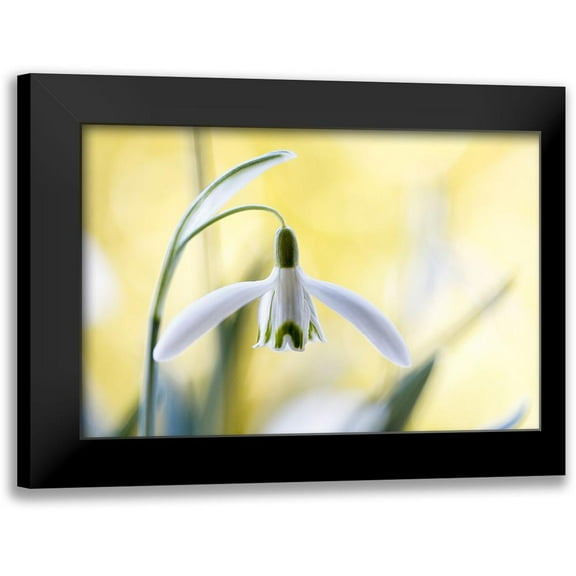 Disher, Mandy 14x11 Black Modern Framed Museum Art Print Titled - Snowdrops
