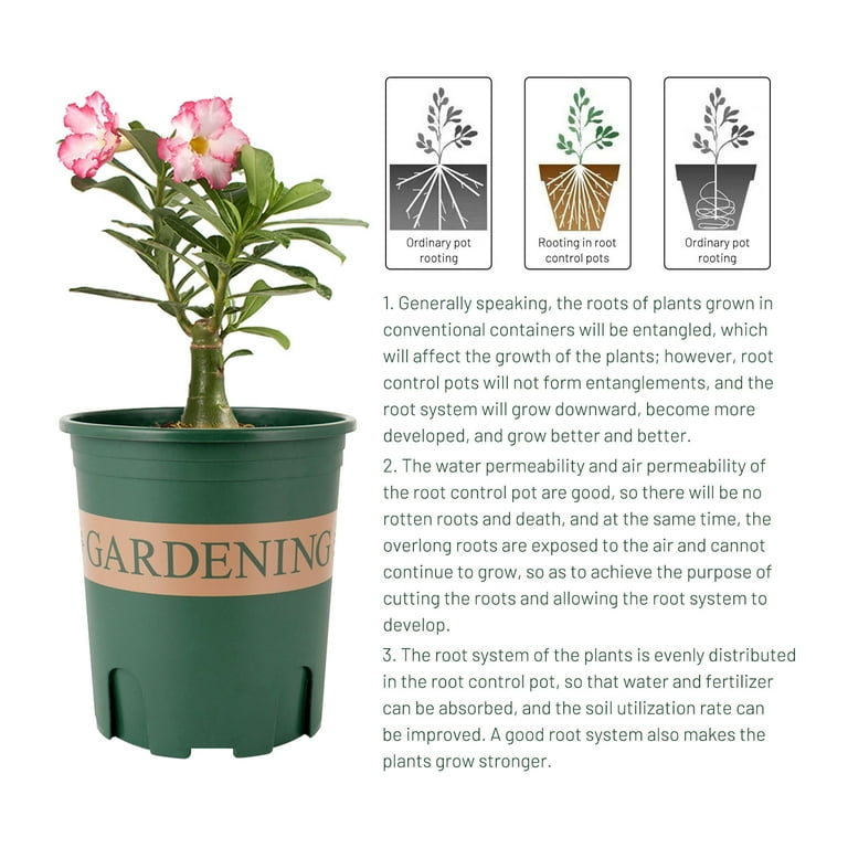 plants for a terrarium low light Mini Terrarium Plants (6 Plants) (2