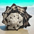 thumbnail image 2 of Large Conch Seashell Black White Spiky Real Rare Natural Big Decorative Sea Shells Coastal Beach Home Decor Ocean Decoration Collection Gift, 2 of 5