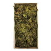 Vickerman Tray Moss Green Moss, Wolf Lichen - 8-9 oz, Preserved