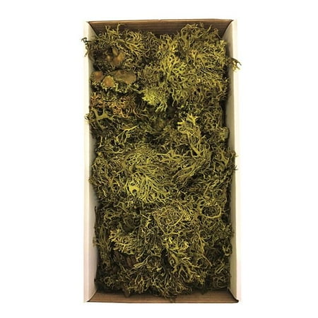 Vickerman Tray Moss Green Moss, Wolf Lichen - 8-9 oz, Preserved