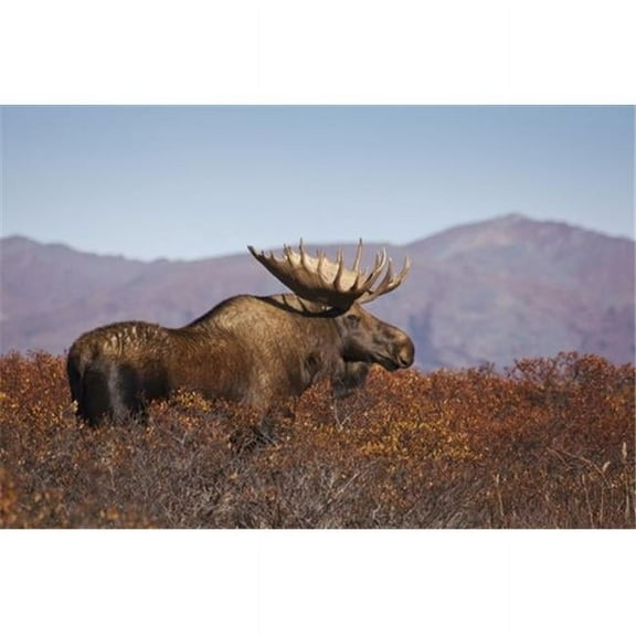 Moose Bull Walking On A Ridge Among Diamond-Leaf Willow Denali National Park & Preserve Interior Alaska Autumn Poster Print by Gary Schultz, 38 x 24 - Large