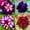 D, variant on Desert Rose, Low Maintenance - Easy Grow - Ideal for Beds Borders, Plant Pots & Planters