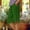 Green, variant on Checkered Shorts for Women Cotton and Linen with Pockets Color Block Straight Leg Shorts Elastic Waist Side Split Shorts Comfortable Loose Breathable Fashion Shorts Holiday Picnic Party S