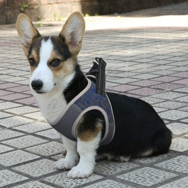 Dog velcro harness hotsell