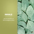 thumbnail image 2 of De La Cruz Eucalyptus Essential Oil, 100% Pure for Aromatherapy Diffuser, 4 fl oz, 2 of 11