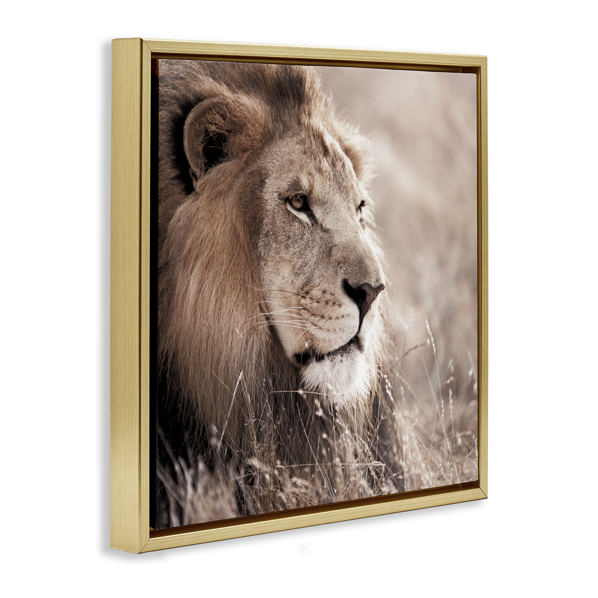 Stupell Industries Strong Gazing Lion Animals & Insects Photography Gold Floater Framed Canvas Art Print Wall Art, 25 x 25