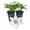 2 Plants, variant on Clematis Corinne - Live Starter Plant in a 2 Inch Growers Pot - Starter Plants Ready for The Garden - Rare Clematis for Collectors