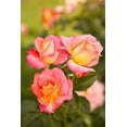 thumbnail image 2 of Millet, Karyn 13x18 White Modern Wood Framed Museum Art Print Titled - Rose Garden II, 2 of 4
