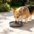 thumbnail image 5 of Whisker Fatigue Dog Bowl, Shallow Dog Food Dish, Wide Dog Wet Feeding Bowls, Pet Plates for Kittens and Short Legged Dog _ Blue, 5 of 6