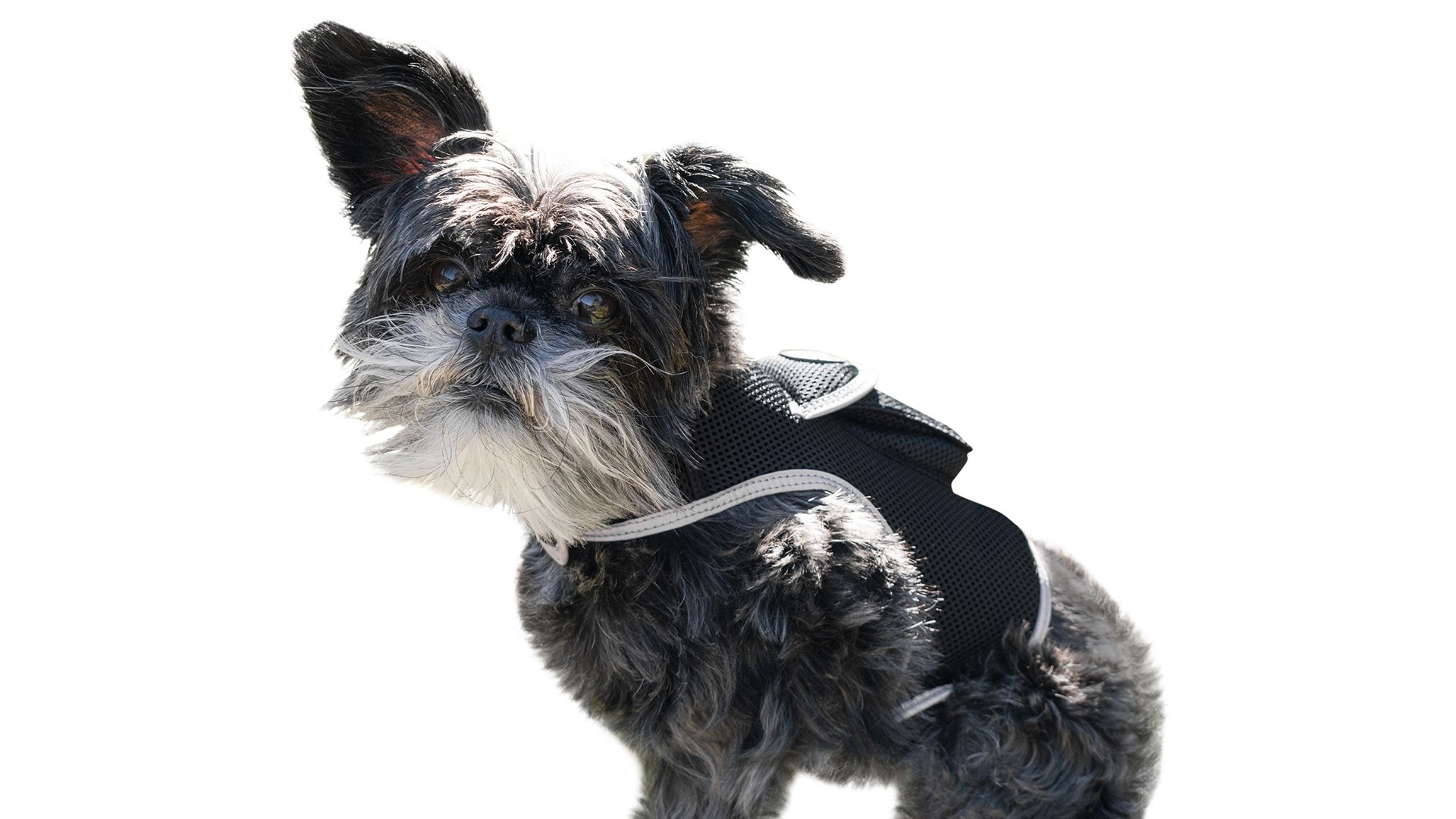 Realtime Waterproof Pet Locator GPS GSM Rechargeable Dog / Cat Tracker Size:XL