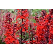 Expert Gardener No Shade 2.5qt Lobelia