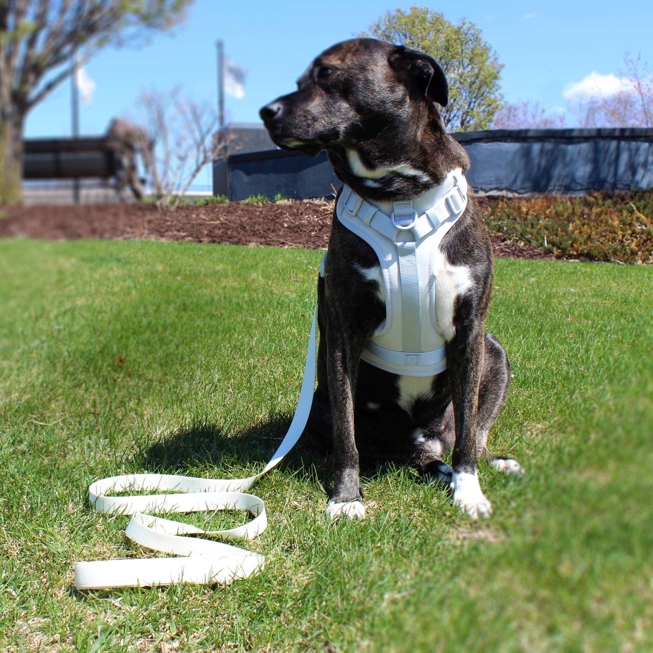 Vibrant Life 6 ft Neoprene Cushioned Monochrome Dog Leash, Vanilla Cream, Medium / Large