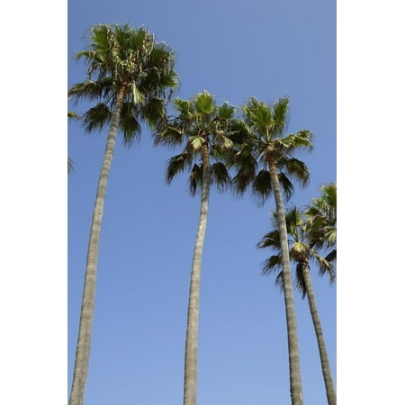 Palm Trees on Venice Beach in the Venice Area of Los Angeles Print Wall