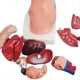 thumbnail image 4 of Torso Maniquí Anatomía Muñeca 15 Piezas Extraíbles Modelo de Órgano Educativo Modelo de Anatomía de Órgano Interno Humano, 4 of 5