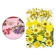 thumbnail image 4 of natural Mixed Dried Pressed Flowers for Wedding Invitations, Envelopes, Bookmarks, Table Decorations, , - Yellow, 4 of 10