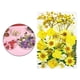 thumbnail image 5 of Surtido de flores secas prensadas a granel, artesanías, bricolaje, resina epoxi, joyería, decoración Amarillo, 5 of 9