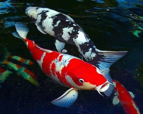 Koi Fish, Hand Feeding 4-Type Sinking Wafer Treats, Teach Your Koi to Eat Out of Your Hands…2-lb Med Jar