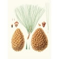 thumbnail image 2 of Aylmer Bourke Lambert 19x24 Gold Ornate Framed and Double Matted Museum Art Print Titled - Pinus Sabiniana - Great Prickly-Coned Pine. (Digger Pine) (1837), 2 of 4