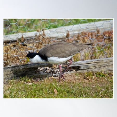 Lapwing ~ Masked Lapwing K7Zlf6Th By David Irwin Poster Wall Art, Modern Wall Decor For Living Room Bedroom, 16x24 UNFRAMED