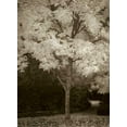 thumbnail image 2 of Geyman, Vitaly 24x32 Black Ornate Wood Framed with Double Matting Museum Art Print Titled - Fall Maple Fever VI, 2 of 4