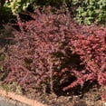thumbnail image 4 of Barberry Rosy Glow  30 Live Plants  Vibrant Dual-Toned Foliage, Ideal for Landscaping & Hedging, Hardy & Drought-Tolerant, Live Decorative Shrub Plant, 4 of 8